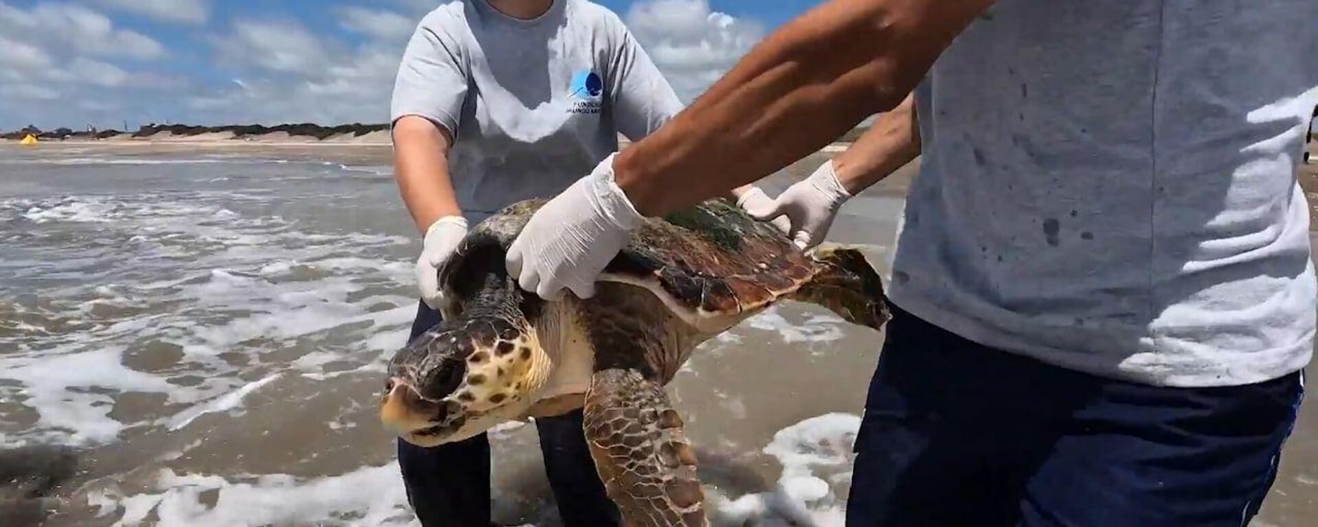 Các nhà bảo vệ động vật ở Argentina thả 3 con rùa quản đồng được giải cứu vào Đại Tây Dương - Sputnik Việt Nam, 1920, 03.01.2023
