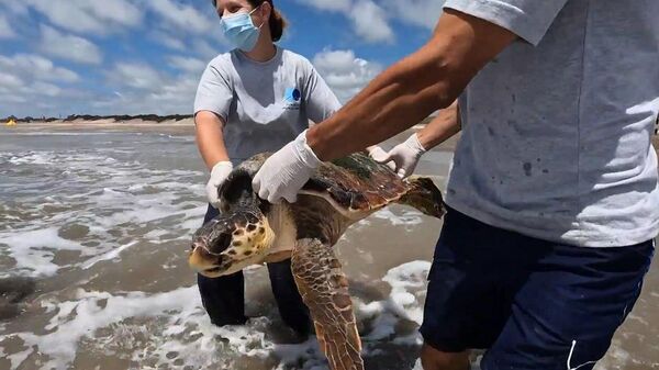 Các nhà bảo vệ động vật ở Argentina thả 3 con rùa quản đồng được giải cứu vào Đại Tây Dương - Sputnik Việt Nam
