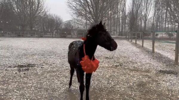 Con ngựa nhân bản Zhuang Zhuang của Trung Quốc. Khung hình từ video - Sputnik Việt Nam