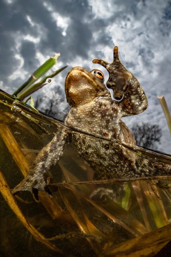Bức ảnh Peace của Enrico Somogyi, đạt giải hạng mục Compact Wide Angle, cuộc thi Ocean Art Underwater Photo 2022. - Sputnik Việt Nam