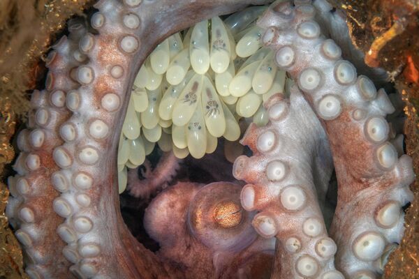 Octopus Mother (Mẹ bạch tuộc) của Kat Zhou, giành giải thưởng cuộc thi Ocean Art Underwater Photo 2022. - Sputnik Việt Nam
