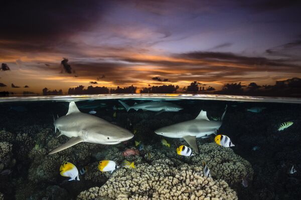 Shark Trio của Renee Capozzola, giải thưởng hạng mục Wide-Angle Category cuộc thi Ocean Art Underwater Photo 2022. - Sputnik Việt Nam