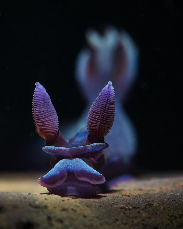 Bức ảnh Ribbed của nhiếp ảnh gia Aleksei Permiakov, người chiến thắng ở hạng mục Nudibranch, cuộc thi Ocean Art Underwater Photo 2022. - Sputnik Việt Nam