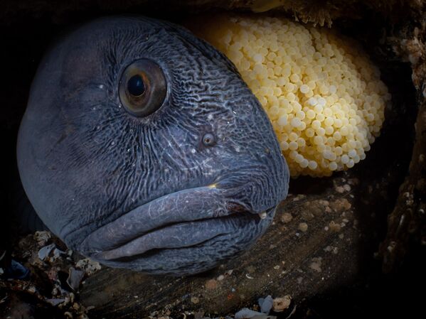 Nest của nhiếp ảnh gia Galice Hoarau, đạt giải ở hạng mục Marine Life Behavior, cuộc thi Ocean Art Underwater Photo 2022. - Sputnik Việt Nam