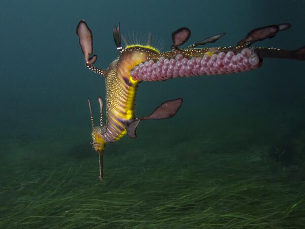 A Male Weedy Seadragon Carries Pink Eggs On Its Tail của PT Hirschfield, người chiến thắng ở hạng mục Compact Behavior, cuộc thi Ocean Art Underwater Photo 2022. - Sputnik Việt Nam