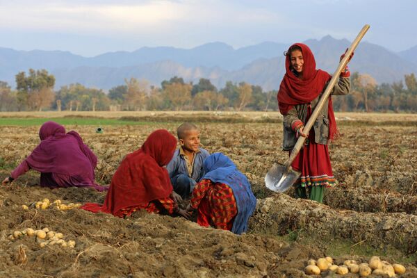 Trẻ em Afghanistan hái khoai tây trên cánh đồng ở huyện Bati Kot, tỉnh Nangarhar, Afghanistan. - Sputnik Việt Nam