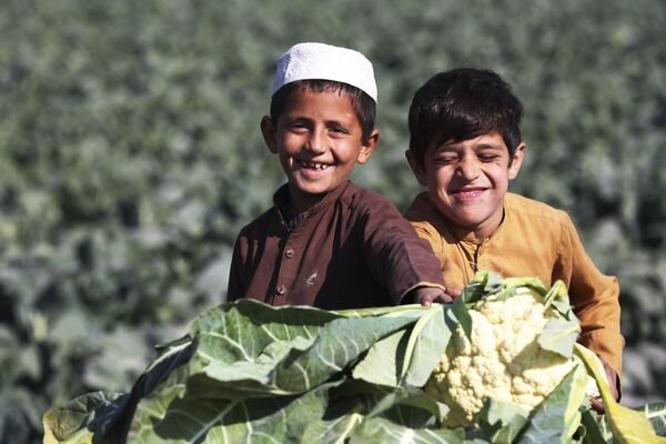 Các cậu bé thu hoạch súp lơ trên cánh đồng ở ngoại ô Jalalabad, Afghanistan. - Sputnik Việt Nam