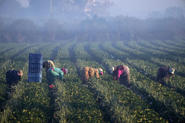 Nông dân Ai Cập thu hoạch dâu tây vào sáng sớm trên cánh đồng gần Cairo. - Sputnik Việt Nam