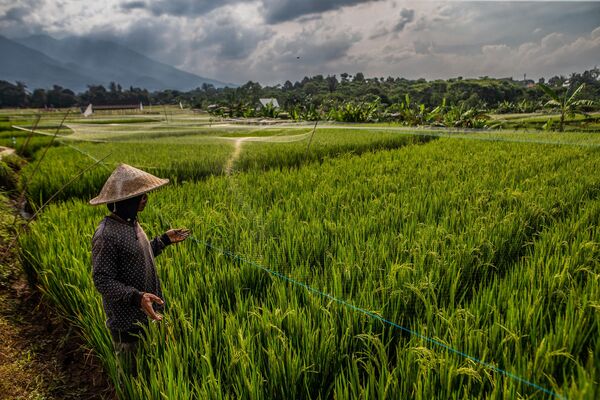 Nông dân kiểm tra lưới giăng trên cánh đồng lúa để xua đuổi chim, châu chấu và các loài gây hại khác ở Bogor, Indonesia. - Sputnik Việt Nam