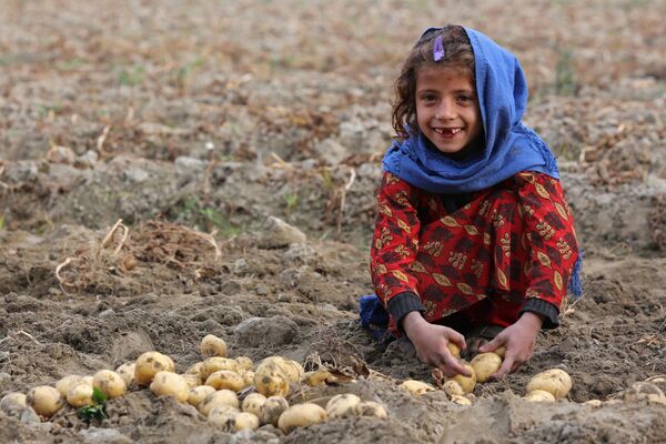 Cô gái thu hoạch khoai tây trên cánh đồng, Afghanistan. - Sputnik Việt Nam