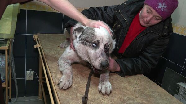 Thương như con mình vậy. Con chó bị thương do pháo kích được cứu sống tại bệnh viện Donetsk - Sputnik Việt Nam