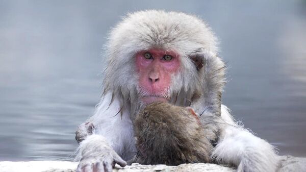 Khỉ tuyết tận hưởng suối nước Nóng trong Công Viên Nhật Bản - Sputnik Việt Nam