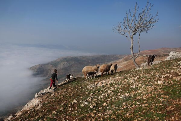 Một cậu bé người Syria đi bên đàn cừu, Syria. - Sputnik Việt Nam