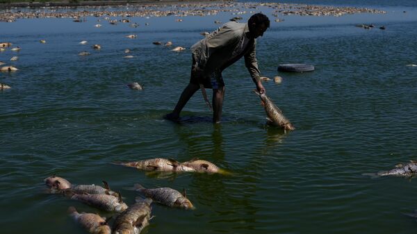Người đàn ông tìm kiếm cá chết ở sông Salado trong đợt hạn hán ở tỉnh Buenos Aires, Argentina. - Sputnik Việt Nam