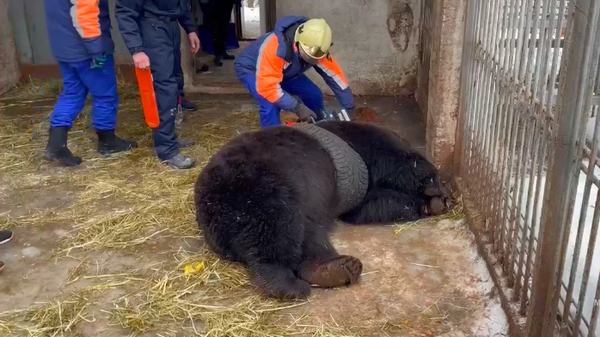 Lực lượng cứu hộ ở ngoại ô Moskva cứu con gấu ra khỏi chiếc lốp xe - Sputnik Việt Nam