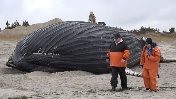 Cá voi lưng gù dài 11 mét chết ở bãi biển New York - Sputnik Việt Nam