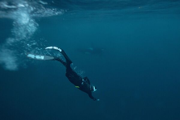 Nhà vô địch thế giới năm lần ở môn lặn tự do Người Pháp Arthur Guerin-Boeri bơi cạnh đàn cá voi sát thủ ở Bắc Băng Dương. - Sputnik Việt Nam