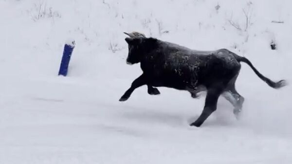Chú bò thi đấu với du khách tại một khu nghỉ dưỡng trượt tuyết ở Nga - Sputnik Việt Nam