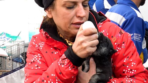 Hỗ trợ y tế cho thú cưng bị thương được tìm thấy dưới đống đổ nát do động đất - Sputnik Việt Nam