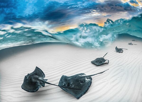 Fade của nhiếp ảnh gia Mỹ J. Gregory Sherman, đạt giải trong hạng mục Marelux Wide Angle, cuộc thi Underwater Photographer of the Year 2023. - Sputnik Việt Nam