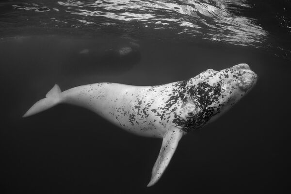 El Blanco - The White One của nhiếp ảnh gia Úc Don Silcock, đạt giải hạng mục Black &amp; White, cuộc thi Underwater Photographer of the Year 2023. - Sputnik Việt Nam