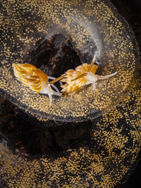 Egg eaters của nhiếp ảnh gia Anh Kirsty Andrews, giải thưởng hạng mục British Waters Macro, cuộc thi Underwater Photographer of the Year 2023. - Sputnik Việt Nam