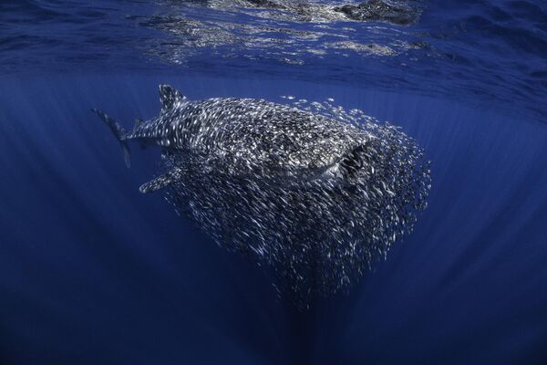 The swarm của nhiếp ảnh gia Anh Ollie Clarke, người chiến thắng ở hạng mục British, cuộc thi Underwater Photographer of the Year 2023. - Sputnik Việt Nam