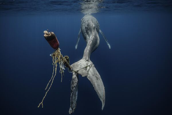 Hopeless của nhiếp ảnh gia Tây Ban Nha Alvaro Herrero (Mekan), đạt giải trong hạng mục ‘Save Our Seas Foundation’ Marine Conservation, cuộc thi Underwater Photographer of the Year 2023. - Sputnik Việt Nam