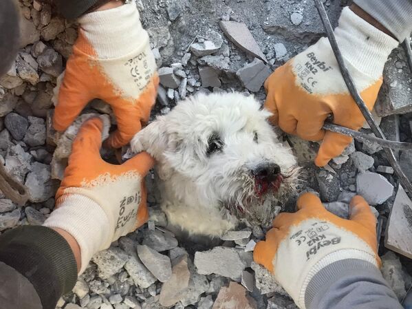 Nhân viên cứu hộ cứu chú chó Pamuk từ đống đổ nát của tòa nhà bị sập ở Khatai vào ngày 9 tháng 2 năm 2023, ba ngày sau trận động đất lớn. - Sputnik Việt Nam