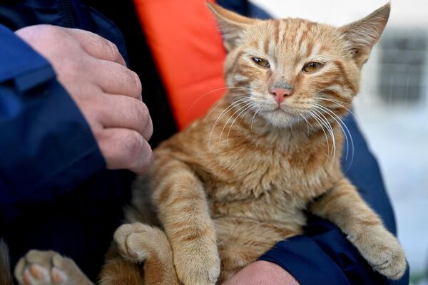Cứu hộ ôm con mèo được kéo ra khỏi tòa nhà bị sập 248 giờ sau trận động đất, ở Kahramanmaras vào ngày 16 tháng Hai. - Sputnik Việt Nam