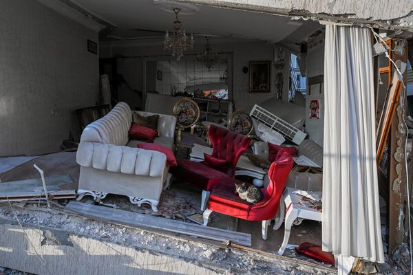 Con mèo ngồi trên ghế bành trong phòng khách bị hư hại của tòa nhà bị sập ở Hatay, Thổ Nhĩ Kỳ. - Sputnik Việt Nam