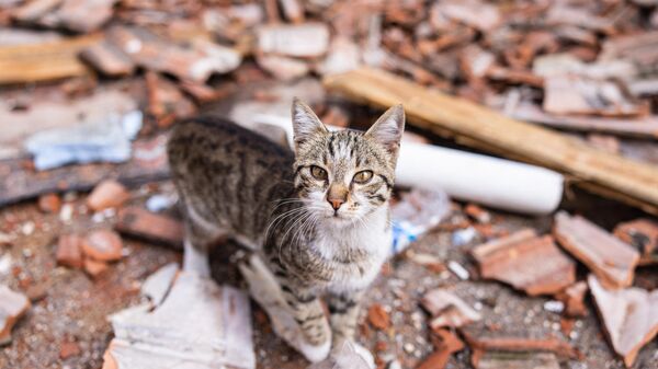 Con mèo đi trên đường sau trận động đất mạnh 6,4 độ richter tấn công tỉnh Hatay ở miền nam Thổ Nhĩ Kỳ. - Sputnik Việt Nam
