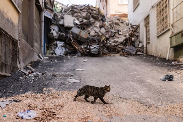Con mèo đi qua khu vực bị tàn phá bởi trận động đất Antakya. - Sputnik Việt Nam