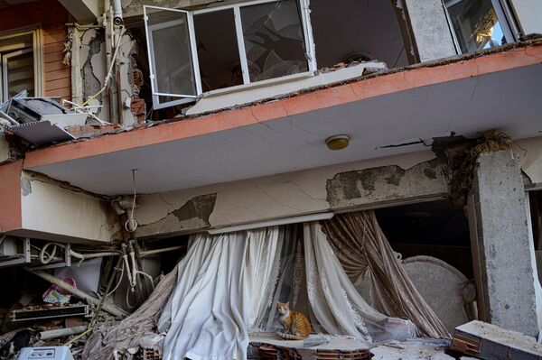 Con mèo giữa đống đổ nát của tòa nhà bị sập ở Hatay. - Sputnik Việt Nam