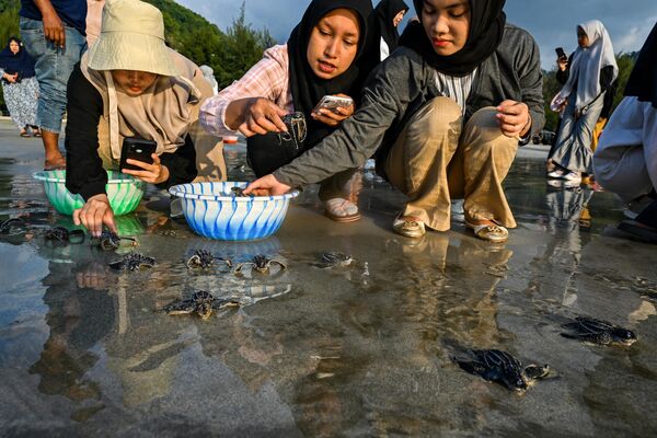 Thả rùa luýt về biển ở Indonesia. - Sputnik Việt Nam