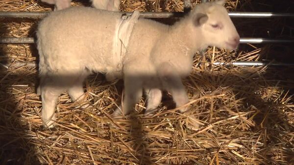 Một con cừu 6 chân khác thường sống trong một trang trại ở Sachsen - Sputnik Việt Nam