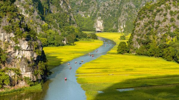 Поле для желтого риса на реке Нго Донг в Там Кок Бич Донг с видом на вершину горы, Вьетнам - Sputnik Việt Nam