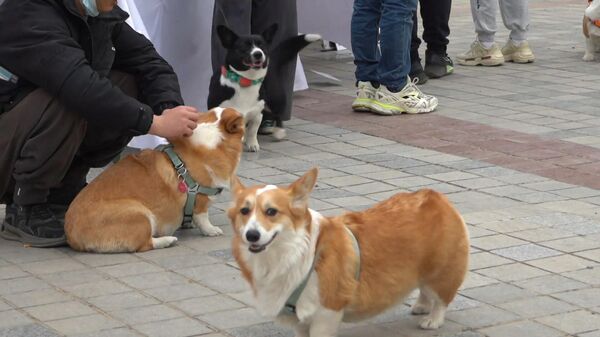Hẹn hò giấu mặt. Ở Bắc Kinh, những người chủ đang tìm kiếm một cặp thú cưng trước lễ Ngày Trắng - Sputnik Việt Nam