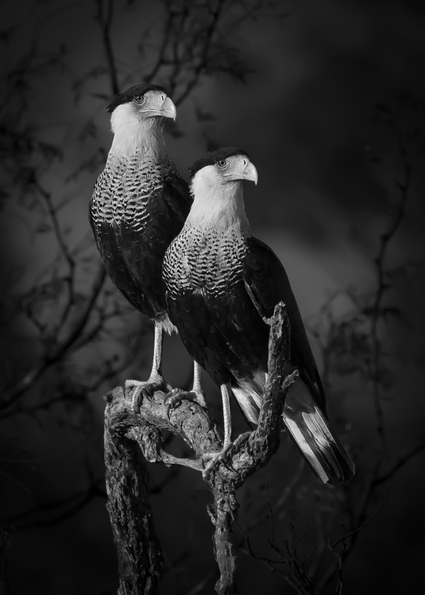 &quot;Mighty Pair&quot; (Cặp đôi hùng mạnh) của nhiếp ảnh gia Mexico Dinorah Graue Obscura, chiến thắng ở hạng mục Open Natural World &amp; Wildlife (Thế giới tự nhiên &amp; Động vật hoang dã) tại Giải thưởng Nhiếp ảnh Thế giới Sony năm 2023. - Sputnik Việt Nam