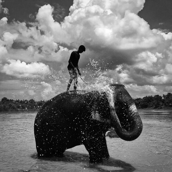 Bức ảnh Washing Elephant của Shuolong Ma, giải nhất hạng mục Black &amp; White tại Mobile Photography Awards lần thứ 12. - Sputnik Việt Nam