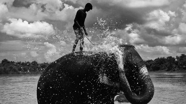 Bức ảnh Washing Elephant của Shuolong Ma, giải nhất hạng mục Black & White tại Mobile Photography Awards lần thứ 12 - Sputnik Việt Nam