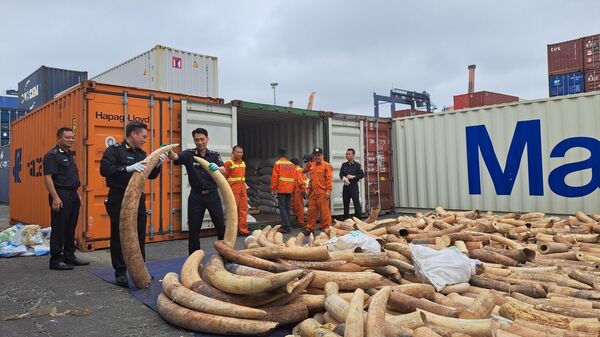 Phát hiện container chứa 7 tấn ngà voi nhập lậu từ châu Phi - Sputnik Việt Nam