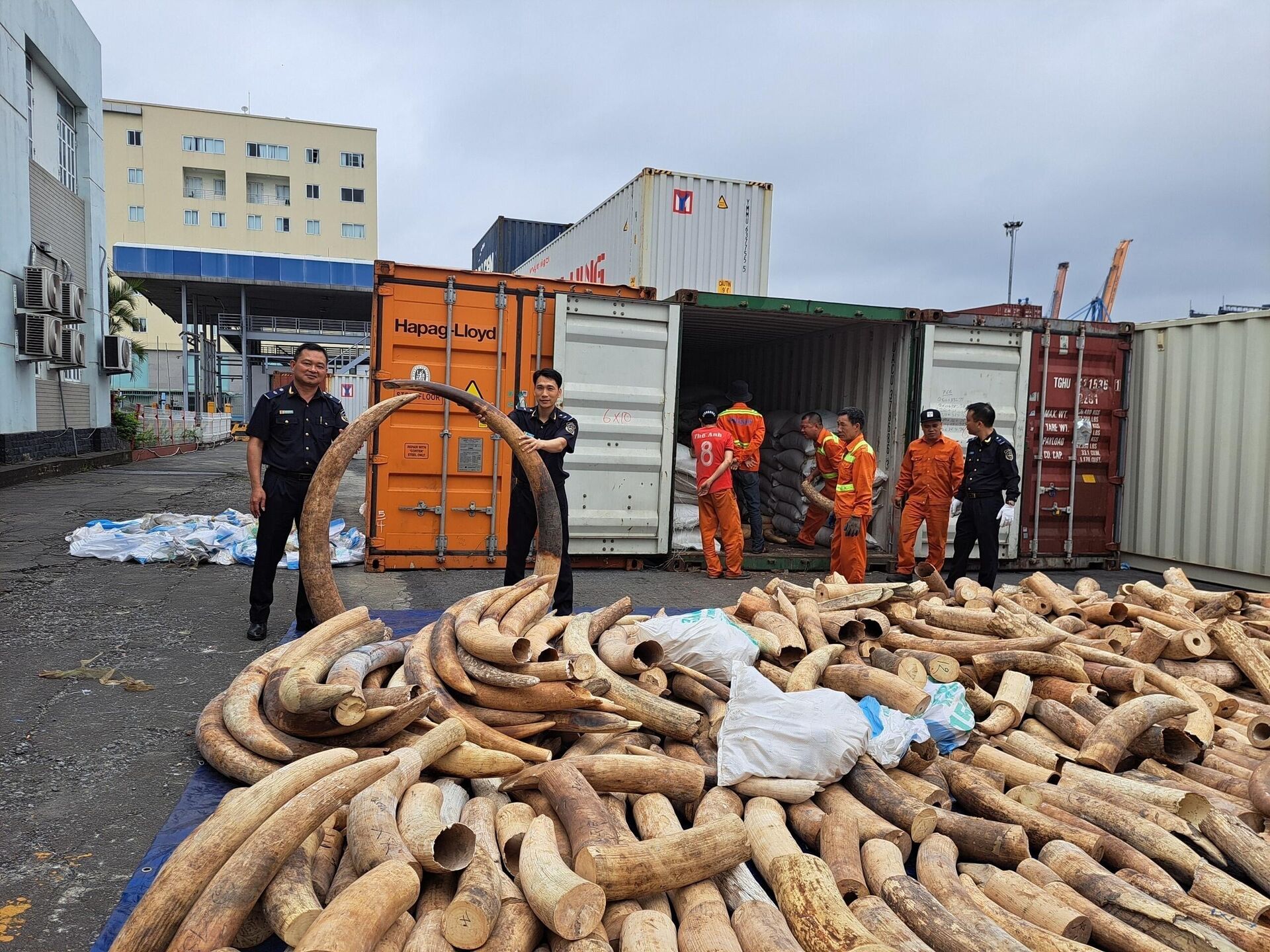 Phát hiện container chứa 7 tấn ngà voi nhập lậu từ châu Phi - Sputnik Việt Nam, 1920, 20.03.2023