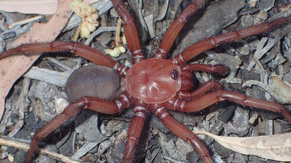 Phát hiện nhện khổng lồ ở Australia - Sputnik Việt Nam