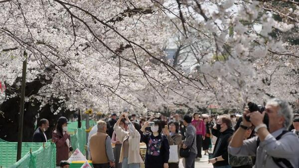 Hàng trăm người tập trung tại một công viên ở Tokyo để thưởng thức hoa anh đào - Sputnik Việt Nam