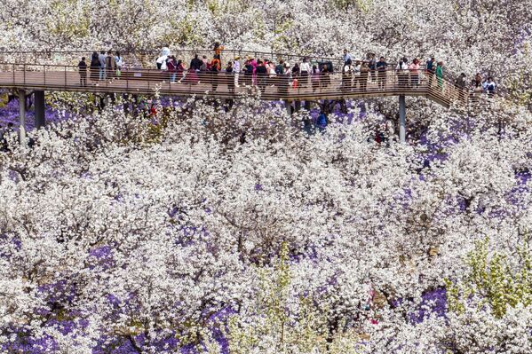 Người dân đi bộ giữa hoa lê ở Suqian, tỉnh Giang Tô, phía đông Trung Quốc. - Sputnik Việt Nam
