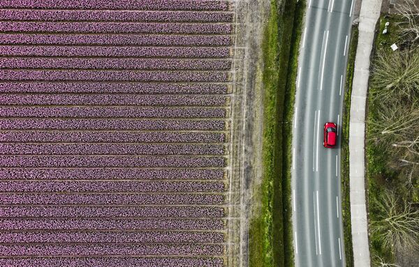 Chiếc ô tô chạy ngang qua cánh đồng hoa lục bình ở Lisse, Hà Lan. - Sputnik Việt Nam