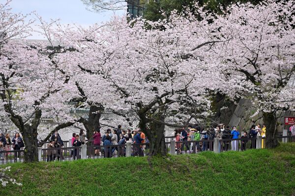 Mọi người tản bộ dọc theo những cây hoa anh đào nở rộ trong Công viên Kitanomaru ở Tokyo. - Sputnik Việt Nam