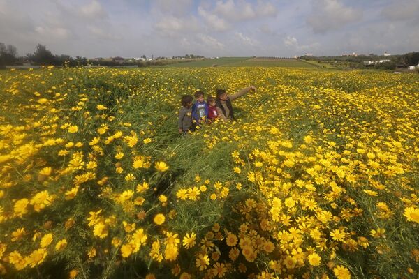 Một người Palestine chụp ảnh tự sướng với các con trên cánh đồng hoa cúc. - Sputnik Việt Nam