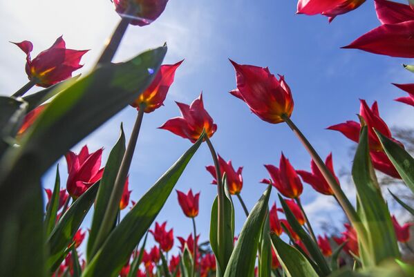 Hoa tulip tại lễ khai mạc cuộc triển lãm Diễu hành hoa Tulip hàng năm tại Vườn bách thảo Nikitsky ở Crưm. - Sputnik Việt Nam